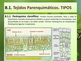 B.1. Tejidos Parenquimáticos. TIPOS
B.1.1. Parénquima clorofílico: También llamado asimilador, lleva a cabo la
fotosíntesis, llamado clorénquima debido a su gran contenido en cloroplastos, muy
desarrollado en las hojas y en tallos verdes. Formas: Parénquima en empalizada y
Parénquima lagunar o esponjoso.
 