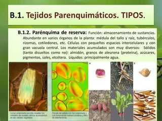 B.1. Tejidos Parenquimáticos. TIPOS.
B.1.2. Parénquima de reserva: Función: almacenamiento de sustancias.
Abundante en varios órganos de la planta: médula del tallo y raíz, tubérculos,
rizomas, cotiledones, etc. Células con pequeños espacios intercelulares y con
gran vacuola central. Los materiales acumulados son muy diversos: Sólidos
(tanto disueltos como no): almidón, granos de aleurona (proteína), azúcares,
pigmentos, sales, etcétera. Líquidos: principalmente agua.
 