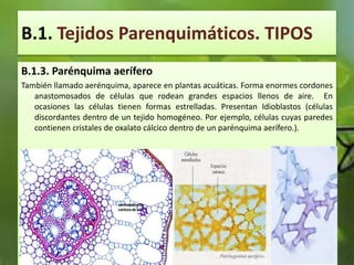 B.1. Tejidos Parenquimáticos. TIPOS
B.1.3. Parénquima aerífero
También llamado aerénquima, aparece en plantas acuáticas. Forma enormes cordones
anastomosados de células que rodean grandes espacios llenos de aire. En
ocasiones las células tienen formas estrelladas. Presentan Idioblastos (células
discordantes dentro de un tejido homogéneo. Por ejemplo, células cuyas paredes
contienen cristales de oxalato cálcico dentro de un parénquima aerífero.).
 