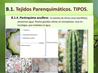 B.1. Tejidos Parenquimáticos. TIPOS.
B.1.4. Parénquima acuífero: En plantas de climas secos (xerófitas),
almacenan agua. Poseen grandes células sin cloroplastos, ricas en
mucílagos, que embeben el agua.
 