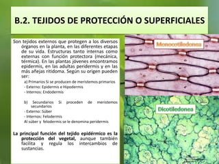 B.2. TEJIDOS DE PROTECCIÓN O SUPERFICIALES
Son tejidos externos que protegen a los diversos
órganos en la planta, en las diferentes etapas
de su vida. Estructuras tanto internas como
externas con función protectora (mecánica,
térmica). En las plantas jóvenes encontramos
epidermis, en las adultas peridermis y en las
más añejas ritidoma. Según su origen pueden
ser:
a) Primarios Si se producen de meristemos primarios
- Externo: Epidermis e Hipodermis
- Internos: Endodermis
b) Secundarios Si proceden de meristemos
secundarios
- Externo: Súber
- Internos: Felodermis
Al súber y felodermis se le denomina peridermis
La principal función del tejido epidérmico es la
protección del vegetal, aunque también
facilita y regula los intercambios de
sustancias.
 