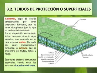 B.2. TEJIDOS DE PROTECCIÓN O SUPERFICIALES
Epidermis, capa de células
caracterizadas por tener
citoplasma funcional, por no
tener cloroplastos (por lo que
no realizan la fotosíntesis).
Por su disposición en contacto
íntimo unas con otras sin dejar
espacios, que acumula en su
cara externa cutina (formada
por ceras impermeables)
formando la cutícula, que se
encuentra en frutos, tallos y
hojas.
Éste tejido presenta estructuras
especiales, siendo estas los
estomas y los pelos o tricomas.
 