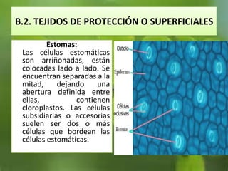 B.2. TEJIDOS DE PROTECCIÓN O SUPERFICIALES
Estomas:
Las células estomáticas
son arriñonadas, están
colocadas lado a lado. Se
encuentran separadas a la
mitad, dejando una
abertura definida entre
ellas, contienen
cloroplastos. Las células
subsidiarias o accesorias
suelen ser dos o más
células que bordean las
células estomáticas.
 