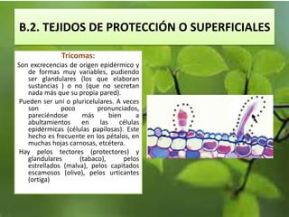 B.2. TEJIDOS DE PROTECCIÓN O SUPERFICIALES
Tricomas:
Son excrecencias de origen epidérmico y
de formas muy variables, pudiendo
ser glandulares (los que elaboran
sustancias ) o no (que no secretan
nada más que su propia pared).
Pueden ser uni o pluricelulares. A veces
son poco pronunciados,
pareciéndose más bien a
abultamientos en las células
epidérmicas (células papilosas). Este
hecho es frecuente en los pétalos, en
muchas hojas carnosas, etcétera.
Hay pelos tectores (protectores) y
glandulares (tabaco), pelos
estrellados (malva), pelos capitados
escamosos (olivo), pelos urticantes
(ortiga)
 