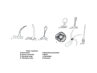 Pelos o estomas
A Pluricelular E Glandular pluricelular
B Cónico unicelular F Mixto
C Glandular largo G Estrellado
D Glandular corto H Urticante
 