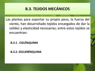 B.3. TEJIDOS MECÁNICOS
Las plantas para soportar su propio peso, la fuerza del
viento, han desarrollado tejidos encargados de dar la
solidez y elasticidad necesarias; entre estos tejidos se
encuentran:
B.3.1 . COLÉNQUIMA
B.3.2. ESCLERÉNQUIMA
 