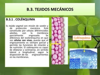 B.3. TEJIDOS MECÁNICOS
B.3.1 . COLÉNQUIMA
Es tejido vegetal con misión de sostén y
de protección mecánica. Está
constituido por células diferenciadas
adultas, con la membrana
parcialmente engrosada. Se
diferencia del esclerénquima en que
sus células son vivas, puesto que el
engrosamiento es siempre parcial y
permite las funciones de relación y
de nutrición. El colénquima es capaz
de dilatarse y contraerse, en sentido
lateral o longitudinal, según la
disposición de los engrosamientos
en las membranas.
 