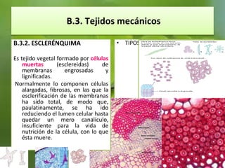 B.3. Tejidos mecánicos
• TIPOSB.3.2. ESCLERÉNQUIMA
Es tejido vegetal formado por células
muertas (esclereidas) de
membranas engrosadas y
lignificadas.
Normalmente lo componen células
alargadas, fibrosas, en las que la
esclerificación de las membranas
ha sido total, de modo que,
paulatinamente, se ha ido
reduciendo el lumen celular hasta
quedar un mero canalículo,
insuficiente para la vida de
nutrición de la célula, con lo que
ésta muere.
 