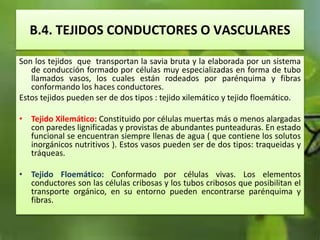 B.4. TEJIDOS CONDUCTORES O VASCULARES
Son los tejidos que transportan la savia bruta y la elaborada por un sistema
de conducción formado por células muy especializadas en forma de tubo
llamados vasos, los cuales están rodeados por parénquima y fibras
conformando los haces conductores.
Estos tejidos pueden ser de dos tipos : tejido xilemático y tejido floemático.
• Tejido Xilemático: Constituido por células muertas más o menos alargadas
con paredes lignificadas y provistas de abundantes punteaduras. En estado
funcional se encuentran siempre llenas de agua ( que contiene los solutos
inorgánicos nutritivos ). Estos vasos pueden ser de dos tipos: traqueidas y
tráqueas.
• Tejido Floemático: Conformado por células vivas. Los elementos
conductores son las células cribosas y los tubos cribosos que posibilitan el
transporte orgánico, en su entorno pueden encontrarse parénquima y
fibras.
 