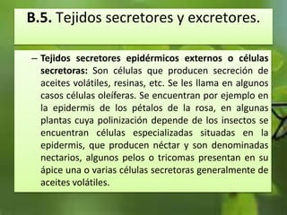 B.5. Tejidos secretores y excretores.
– Tejidos secretores epidérmicos externos o células
secretoras: Son células que producen secreción de
aceites volátiles, resinas, etc. Se les llama en algunos
casos células oleíferas. Se encuentran por ejemplo en
la epidermis de los pétalos de la rosa, en algunas
plantas cuya polinización depende de los insectos se
encuentran células especializadas situadas en la
epidermis, que producen néctar y son denominadas
nectarios, algunos pelos o tricomas presentan en su
ápice una o varias células secretoras generalmente de
aceites volátiles.
 