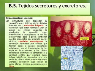 B.5. Tejidos secretores y excretores.
Tejidos secretores internos:
Son estructuras que depositan su
secreción en el interior de los tejidos.
Pueden ser : cavidades lisígenas de
excreción que están formadas por un
grupo de células cargadas de
productos de secreción cuyas
membranas o protoplastos se han ido
destruyendo poco a poco, contienen
aceites esenciales por ejemplo en los
cítricos; cavidades esquizógenas de
secreción formadas por células que
forman sacos o canales secretores
originados por el incremento de los
espacios intercelulares y las células
secretoras eliminan su contenido a la
cavidad central por ejemplo ruda;
tubos laticíferos formados por una
serie de células vivas, unidas de forma
alargada contienen jugo celular de
color blanco lechoso generalmente el
látex.
 