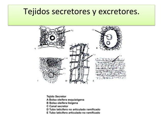 Tejido Secretor
A Bolsa oleífera esquizógena
B Bolsa oleífera lisígena
C Canal secretor
D Tubo laticífero no articulado ramificado
E Tubo laticífero articulado no ramificado
Tejidos secretores y excretores.
 