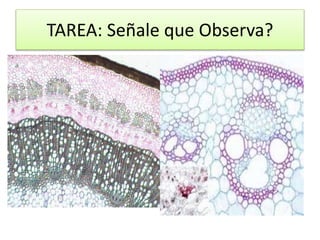 TAREA: Señale que Observa?
 