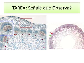 TAREA: Señale que Observa?
 