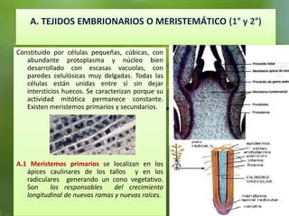 A. TEJIDOS EMBRIONARIOS O MERISTEMÁTICO (1° y 2°)
Constituido por células pequeñas, cúbicas, con
abundante protoplasma y núcleo bien
desarrollado con escasas vacuolas, con
paredes celulósicas muy delgadas. Todas las
células están unidas entre sí sin dejar
intersticios huecos. Se caracterizan porque su
actividad mitótica permanece constante.
Existen meristemos primarios y secundarios.
A.1 Meristemos primarios se localizan en los
ápices caulinares de los tallos y en los
radiculares generando un cono vegetativo.
Son los responsables del crecimiento
longitudinal de nuevas ramas y nuevas raíces.
 