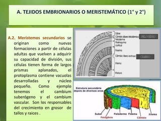 A. TEJIDOS EMBRIONARIOS O MERISTEMÁTICO (1° y 2°)
A.2. Meristemos secundarios se
originan como nuevas
formaciones a partir de células
adultas que vuelven a adquirir
su capacidad de división, sus
células tienen forma de largos
prismas aplanados, el
protoplasma contiene vacuolas
desarrolladas y núcleo
pequeño. Como ejemplo
tenemos el cambium
suberógeno y el cambium
vascular. Son los responsables
del crecimiento en grosor de
tallos y raices .
 