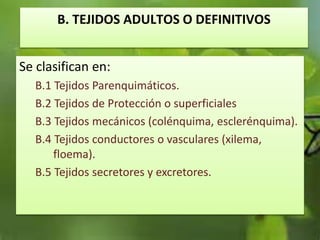 B. TEJIDOS ADULTOS O DEFINITIVOS
Se clasifican en:
B.1 Tejidos Parenquimáticos.
B.2 Tejidos de Protección o superficiales
B.3 Tejidos mecánicos (colénquima, esclerénquima).
B.4 Tejidos conductores o vasculares (xilema,
floema).
B.5 Tejidos secretores y excretores.
 