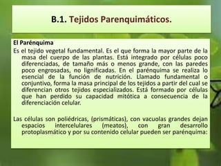 B.1. Tejidos Parenquimáticos.
El Parénquima
Es el tejido vegetal fundamental. Es el que forma la mayor parte de la
masa del cuerpo de las plantas. Está integrado por células poco
diferenciadas, de tamaño más o menos grande, con las paredes
poco engrosadas, no lignificadas. En el parénquima se realiza lo
esencial de la función de nutrición. Llamado fundamental o
conjuntivo, forma la masa principal de los tejidos a partir del cual se
diferencian otros tejidos especializados. Está formado por células
que han perdido su capacidad mitótica a consecuencia de la
diferenciación celular.
Las células son poliédricas, (prismáticas), con vacuolas grandes dejan
espacios intercelulares (meatos), con gran desarrollo
protoplasmático y por su contenido celular pueden ser parénquima:
 