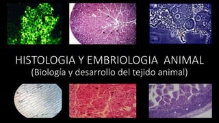 HISTOLOGIA Y EMBRIOLOGIA ANIMAL
(Biología y desarrollo del tejido animal)
 