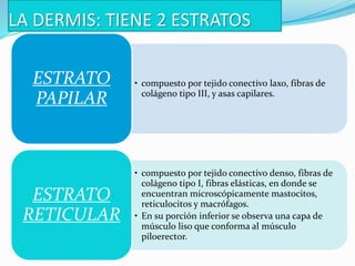Histología y Fisiología de la Piel - Nancy Pisconte | PPTX