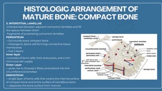 HISTOLOGIC-ARRANGEMENT-OF-MATURE-BONE.pdf