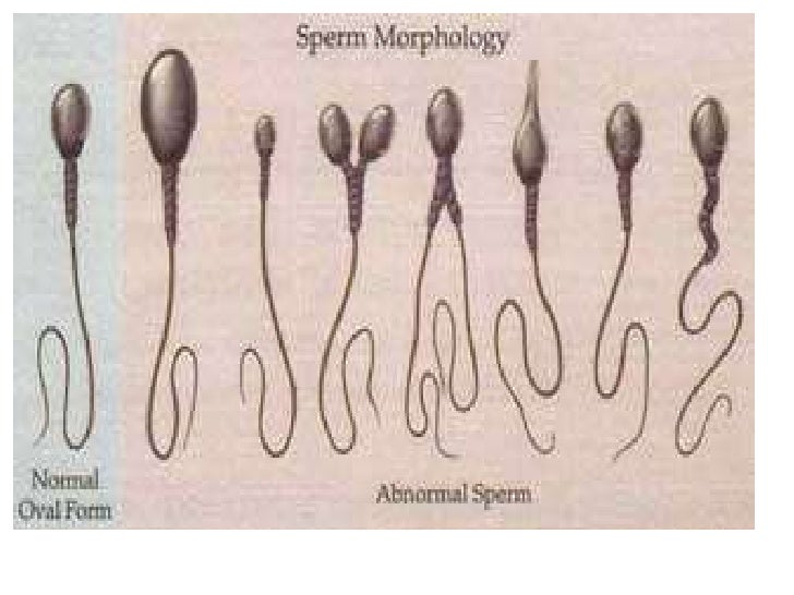 Histological and cytological specimens