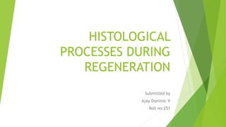 HISTOLOGICAL
PROCESSES DURING
REGENERATION
Submitted by
Ajay Dominic V
Roll no:251
 