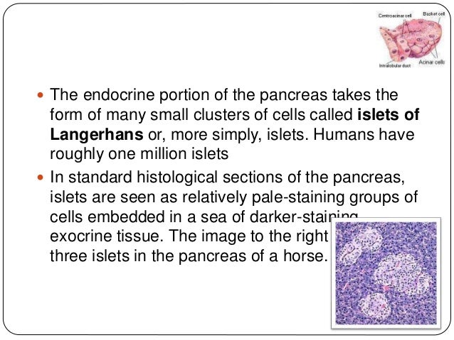 Histological Structure Of Pancreas