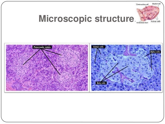 Histological structure of pancreas
