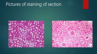 Pictures of staining of section
 
