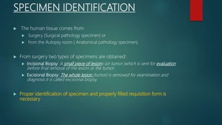 SPECIMEN IDENTIFICATION
 The human tissue comes from
 Surgery (Surgical pathology specimen) or
 from the Autopsy room ( Anatomical pathology specimen).
 From surgery two types of specimens are obtained:
 Incisional Biopsy: A small piece of lesions (or tumor )which is sent for evaluation
before final removal of the lesion or the tumor .
 Excisional Biopsy: The whole lesion (tumor) is removed for examination and
diagnosis it is called excisional biopsy.
 Proper identification of specimen and properly filled requisition form is
necessary
 