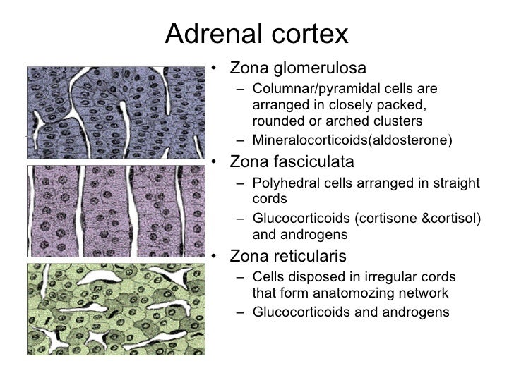 Histologic structure of endocrine system