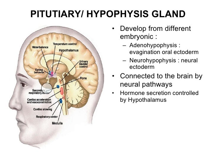 Histologic structure of endocrine system
