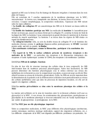 21
apparaît en ME sous la forme d’un fin feutrage de filaments irréguliers s’orientant dans les trois
plans de l’espace.
Elle est constituée de 3 couches superposées de la membrane plasmique vers la MEC,
successivement : la lamina rara, transparente aux électrons, la lamina densa et la lamina
reticulata. L’aspect morphologique, la composition moléculaire, l’épaisseur des MB varient
selon les types cellulaires.
• La famille des collagènes IV est caractéristique des MB où ils forment un réseau stable de
polymères.
• La famille des laminines participe aux MB. Les molécules de laminine 1 s’assemblent pour
former un réseau qui, associé au réseau formé par le collagène IV, constitue la trame de fond de
la plupart des MB. La laminine 2 joue certainement un grand rôle dans le maintien de la fonction
normale du muscle squelettique. La laminine 5 se trouve dans les régions de MB situées en
regard des hémidesmosomes.
• Le nidogène/entactine relie, au sein du double réseau de collagène IV et de laminine des
molécules diverses comme le perlecan (heparan-sulfate protéoglycane), la SPARC (secreted
protein acidic and rich in cystein), la fibuline.
• Des constituants extrinsèques, comme la fibronectine, participent à la constitution des
MB.
• En regard de la MB, la surface cellulaire présente de nombreux récepteurs à des
molécules de la MEC : en particulier, des récepteurs à la fibronectine (intégrines), des
récepteurs à l’acide hyaluronique (comme le CD44), des récepteurs à de nombreuses cytokines.
2.1.5.2 Les MB ont de multiples fonctions
En plus de leur rôle de structure (ancrage des cellules dans le tissu conjonctif), les MB
interviennent dans de nombreux processus physiologiques. Selon leur localisation, les MB
peuvent déterminer des barrières physiologiques avec le milieu extérieur (au niveau des
épithéliums de revêtement) ou avec le compartiment vasculaire, ou peuvent jouer un rôle de filtre
sélectif (comme au niveau de la barrière glomérulaire). Enfin, les MB ont un rôle important dans
la détermination de la polarité et de la différenciation cellulaires (tout particulièrement au niveau
des cellules épithéliales) ainsi que dans les processus de réparation tissulaire, où elle sert de
support à la migration cellulaire.
2.1.6 La matrice péri-cellulaire se situe entre la membrane plasmique des cellules et la
MEC
La matrice péri-cellulaire est la zone de transition entre le revêtement cellulaire (cell coat ou
glycocalyx) et la MEC. A son niveau, les ectodomaines des glycoprotéines, protéoglycanes et
glycolipides de la membrane plasmique se trouvent entremêlés avec de l’acide hyaluronique et
une variété de glycoprotéines et protéoglycanes de la MEC.
2.1.7 La MEC joue un rôle physiologique important
Selon sa composition moléculaire, la MEC joue différents rôles physiologiques (architecture,
soutien mécanique, nutrition, stockage moléculaire, support des migrations cellulaires, etc...).
Les différents composants de la MEC sont dégradés par différents protéinases (en particulier, les
 