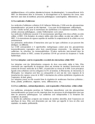 22
métalloprotéinases et le système plasmine/activateurs du plasminogène). Le renouvellement de la
MEC est déterminant dans la croissance, le développement ou la réparation des tissus, mais
intervient aussi dans de nombreux processus pathologiques (cancérogénèse, inflammation, etc).
2.2 Les molécules d’adhérence
Les molécules d’adhérence cellulaire (Cell Adhesion Molecules, CAM) sont des glycoprotéines
transmembranaires qui jouent un rôle important : 1) au cours du développement embryonnaire,
2) chez l’adulte normal, pour la maintenance des épithéliums et la réparation tissulaire, 3) dans
certains processus pathologiques, comme l’inflammation ou le cancer.
Les molécules d’adhérence assurent 1) la reconnaissance spécifique entre deux cellules ou entre
cellules et MEC, 2) la formation de contacts stables entre deux cellules ou entre une cellule et la
MEC, 3) la transmission de signaux capables de modifier le comportement de la cellule avec son
environnement.
Les partenaires moléculaires d’interactions ainsi que les types cellulaires en jeu peuvent être
identiques ou différents.
Les CAM correspondent à 4 superfamilles multigéniques codant pour des glycoprotéines
transmembranaires regroupées selon leurs caractéristiques structurales : les intégrines, les
cadhérines, les sélectines, les immunoglobulines. D’autres molécules interviennent dans les
interactions cellules et MEC, comme les protéines CD 44 qui servent de récepteurs à l’acide
hyaluronique.
2.2.1 Les intégrines sont les responsables essentiels des interactions cellule-MEC
Les intégrines sont des hétérodimères composés de deux sous-unités alpha et béta. Elles
constituent une superfamille de récepteurs (dont une trentaine de membres fonctionnels sont
connus) de diverses molécules de la MEC, en particulier au niveau de la MB. Leurs principaux
ligands extra-cellulaires sont les collagènes I et IV, la laminine, la fibronectine, la vitronectine, le
fibrinogène. Les intégrines sont liées au cytosquelette et sont une des voies majeures de la
transduction des signaux venus de la MEC à destination des cellules épithéliales (régulation de
l’expression de leurs gènes).
Les intégrines jouent un rôle essentiel dans la régulation de nombreuses fonctions cellulaires :
forme, polarité, prolifération, migration, survie, différenciation, etc...
2.2.2 Les cadhérines, calcium-dépendantes, sont responsables d’interactions cellule-cellule
Les cadhérines, principales protéines de l’adhérence intercellulaire sont des glycoprotéines
transmembranaires qui jouent un rôle important dans les processus du développement ainsi que
dans les processus pathologiques. Les cadhérines sont indispensables à la formation des
complexes de jonction.
La famille des cadhérines comporte une trentaine de membres identifiés, dont l’expression est
spécifique de tissu. Elles sont dénommées par une lettre qui rappelle le tissu où elles sont
exprimées de manière préférentielle.
 