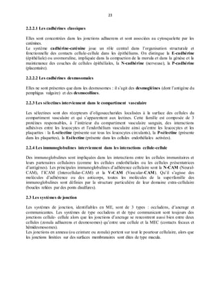 23
2.2.2.1 Les cadhérines classiques
Elles sont concentrées dans les jonctions adhaerens et sont associées au cytosquelette par les
caténines.
Le système cadhérine-caténine joue un rôle central dans l’organisation structurale et
fonctionnelle des contacts cellule-cellule dans les épithéliums. On distingue la E-cadhérine
(épithéliale) ou uvomoruline, impliquée dans la compaction de la morula et dans la génèse et la
maintenance des couches de cellules épithéliales, la N-cadhérine (nerveuse), la P-cadhérine
(placentaire).
2.2.2.2 Les cadhérines desmosomales
Elles ne sont présentes que dans les desmosomes : il s’agit des desmogléines (dont l’antigène du
pemphigus vulgaire) et des desmocollines.
2.2.3 Les sélectines interviennent dans le compartiment vasculaire
Les sélectines sont des récepteurs d’oligosaccharides localisées à la surface des cellules du
compartiment vasculaire et qui s’apparentent aux lectines. Cette famille est composée de 3
protéines responsables, à l’intérieur du compartiment vasculaire sanguin, des interactions
adhésives entre les leucocytes et l’endothélium vasculaire ainsi qu’entre les leucocytes et les
plaquettes : la L-sélectine (présente sur tous les leucocytes circulants), la P-sélectine (présente
dans les plaquettes), la Esélectine (présente dans les cellules endothéliales activées).
2.2.4 Les immunoglobulines interviennent dans les interactions cellule-cellule
Des immunoglobulines sont impliquées dans les interactions entre les cellules immunitaires et
leurs partenaires cellulaires (comme les cellules endothéliales ou les cellules présentatrices
d’antigènes). Les principales immunoglobulines d’adhérence cellulaire sont la N-CAM (Neural-
CAM), l’ICAM (Intercellular-CAM) et la V-CAM (Vascular-CAM). Qu’il s’agisse des
molécules d’adhérence ou des anticorps, toutes les molécules de la superfamille des
immunoglobulines sont définies par la structure particulière de leur domaine extra-cellulaire
(boucles reliées par des ponts disulfures).
2.3 Les systèmes de jonction
Les systèmes de jonction, identifiables en ME, sont de 3 types : occludens, d’ancrage et
communicantes. Les systèmes de type occludens et de type communicant sont toujours des
jonctions cellule- cellule alors que les jonctions d’ancrage se rencontrent aussi bien entre deux
cellules (zonula adhaerens et desmosomes) qu’entre une cellule et la MEC (contacts focaux et
hémidesmosomes).
Les jonctions en anneau (ou ceinture ou zonula) portent sur tout le pourtour cellulaire, alors que
les jonctions limitées sur des surfaces membranaires sont dites de type macula.
 
