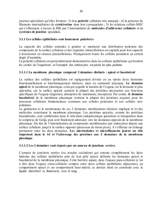 29
jonction spécialisés qu’elles forment ; 3) leur polarité cellulaire très marquée ; 4) la présence de
filaments intermédiaires de cytokératine dans leur cytosquelette ; 5) les relations cellule-MEC
qui s’effectuent, à travers la MB, par l’intermédiaire de molécules d’adhérence cellulaire et de
systèmes de jonction spécialisés.
3.1.1 Les cellules épithéliales sont hautement polarisées
La capacité des cellules animales à générer et maintenir une distribution polarisée des
composants de la surface cellulaire et des organites intracellulaires est capitale pour leur capacité
à fonctionner en réseaux pluricellulaires. Pratiquement toutes les cellules possèdent un certain
degré d’asymétrie.
La polarité cellulaire est particulièrement démonstrative dans les cellules épithéliales qui bordent
les cavités de l’organisme et l’exemple des entérocytes est parmi les plus parlants.
3.1.1.1 La membrane plasmique comprend 2 domaines distincts : apical et basolatéral
La surface des cellules épithéliales est typiquement divisée en au moins deux domaines
fonctionnellement et biochimiquement distincts, mais en continuité physique. Le domaine
apical de la membrane plasmique, celui qui regarde la lumière de l’organe, est le domaine le plus
spécialisé, car la surface apicale contient la plupart des protéines nécessaires aux fonctions
spécifiques de l’organe (digestion, absorption de nutriments, résorption). Par contre, le domaine
basolatéral de la membrane plasmique contient la plupart des protéines requises pour les
processus cellulaires fondamentaux communs aux cellules polarisées et aux cellules non-
polarisées.
La génération et la maintenance de ces 2 domaines membranaires distincts implique le tri des
molécules constituant la membrane plasmique. Les protéines apicales, comme les protéines
basolatérales, sont synthétisées dans le réticulum endoplasmique granulaire et transportées dans
le complexe de Golgi, puis sont finalement adressées vers les domaines opposés de la membrane
plasmique. Du fait de l’internalisation de composants membranaires par endocytose depuis une
surface cellulaire jusqu’à la surface opposée (processus de transcytose), il s’effectue un échange
permanent entre les deux domaines. Les microtubules et microfilaments jouent un rôle
important dans le tri et l’adressage des protéines aux 2 domaines de la membrane
plasmique.
3.1.1.2 Les 2 domaines sont séparés par un anneau de jonctions serrées
L’anneau de jonctions serrées (ou zonulae occludens) qui entoure complètement les faces
latérales des cellules épithéliales près de leur pôle apical, délimite les domaines apical et
basolatéral de la membrane plasmique. Cette barrière sépare, dans l’espace para-cellulaire (c’est
à dire dans l’espace extra-cellulaire compris entre deux cellules épithéliales adjacentes), un
compartiment apical et un compartiment baso-latéral, ce dernier étant en continuité avec le
liquide interstitiel et, finalement, avec le sang.
 