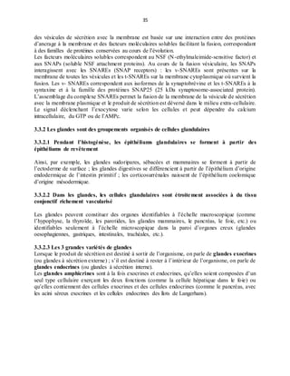 35
des vésicules de sécrétion avec la membrane est basée sur une interaction entre des protéines
d’ancrage à la membrane et des facteurs moléculaires solubles facilitant la fusion, correspondant
à des familles de protéines conservées au cours de l’évolution.
Les facteurs moléculaires solubles correspondent au NSF (N-ethylmaleimide-sensitive factor) et
aux SNAPs (soluble NSF attachment proteins). Au cours de la fusion vésiculaire, les SNAPs
interagissent avec les SNAREs (SNAP receptors) : les v-SNAREs sont présentes sur la
membrane de toutes les vésicules et les t-SNAREs sur la membrane cytoplasmique où survient la
fusion. Les v- SNAREs correspondent aux isoformes de la synaptobrévine et les t-SNAREs à la
syntaxine et à la famille des protéines SNAP25 (25 kDa synaptosome-associated protein).
L’assemblage du complexe SNAREs permet la fusion de la membrane de la vésicule de sécrétion
avec la membrane plasmique et le produit de sécrétion est déversé dans le milieu extra-cellulaire.
Le signal déclenchant l’exocytose varie selon les cellules et peut dépendre du calcium
intracellulaire, du GTP ou de l’AMPc.
3.3.2 Les glandes sont des groupements organisés de cellules glandulaires
3.3.2.1 Pendant l’histogénèse, les épithéliums glandulaires se forment à partir des
épithéliums de revêtement
Ainsi, par exemple, les glandes sudoripares, sébacées et mammaires se forment à partir de
l’ectoderme de surface ; les glandes digestives se différencient à partir de l’épithélium d’origine
endodermique de l’intestin primitif ; les corticosurrénales naissent de l’épithélium coelomique
d’origine mésodermique.
3.3.2.2 Dans les glandes, les cellules glandulaires sont étroitement associées à du tissu
conjonctif richement vascularisé
Les glandes peuvent constituer des organes identifiables à l’échelle macroscopique (comme
l’hypophyse, la thyroïde, les parotides, les glandes mammaires, le pancréas, le foie, etc.) ou
identifiables seulement à l’échelle microscopique dans la paroi d’organes creux (glandes
oesophagiennes, gastriques, intestinales, trachéales, etc.).
3.3.2.3 Les 3 grandes variétés de glandes
Lorsque le produit de sécrétion est destiné à sortir de l’organisme, on parle de glandes exocrines
(ou glandes à sécrétion externe) ; s’il est destiné à rester à l’intérieur de l’organisme, on parle de
glandes endocrines (ou glandes à sécrétion interne).
Les glandes amphicrines sont à la fois exocrines et endocrines, qu’elles soient composées d’un
seul type cellulaire exerçant les deux fonctions (comme la cellule hépatique dans le foie) ou
qu’elles contiennent des cellules exocrines et des cellules endocrines (comme le pancréas, avec
les acini séreux exocrines et les cellules endocrines des îlots de Langerhans).
 
