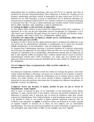 43
prédominante dans la membrane plasmique, alors que GLUT4 est en majorité situé dans la
membrane de vésicules intracytoplasmiques. Dans l’adipocyte, la fixation de l’insuline sur son
récepteur membranaire spécifique stimule la transcription du gène codant pour GLUT4 et la
traduction de ses ARN-messagers, et active la translocation vers la membrane plasmique des
vésicules dont la membrane contient GLUT4. Les vésicules s’amarrent à la membrane plasmique
et fusionnent avec elle. C’est par ce même mécanisme que l’insuline stimule l’entrée du glucose
dans la cellule musculaire striée squelettique et dans le cardiomyocyte.
Le stockage des lipides se fait sous forme de triglycérides.
Le tissu adipeux blanc renferme la quasi-totalité des triglycérides stockés dans l’organisme ; il
représente, de ce fait, une des plus importantes réserves énergétiques de l’organisme. C’est à
cette réserve que l’organisme fait appel lorsque les réserves de glucides sont épuisées (jeûne,
efforts physiques, lutte contre le froid, etc.), ou inutilisables (diabète grave).
L’hydrolyse des triglycérides (ou lipolyse), stimulée par les catécholamines, libère dans le
sang des acides gras non estérifiés.
La lipolyse est due à l’action de deux lipases présentes dans le cytoplasme des adipocytes et qui
sont activés par les catécholamines (adrénaline et noradrénaline, qu’il s’agisse des hormones
médullo-surrénaliennes ou des transmetteurs venus des terminaisons sympathiques).
Le récepteur béta-3-adrénergique représente le principal régulateur de la lipolyse adipocytaire
aussi bien dans les adipocytes du tissu adipeux blanc que dans ceux du tissu adipeux brun. Ce
récepteur de l’adrénaline et de la noradrénaline, principalement exprimé dans les adipocytes (et
dans le tube digestif), diffère du récepteur béta-1 (surtout exprimé dans le coeur) et du béta-2
(essentiellement exprimé dans l’arbre bronchique). Les acides gras non estérifiés que les
adipocytes libèrent ainsi dans le sang sont utilisables par les autres cellules de l’organisme à des
fins énergétiques.
4.5.1.4 L’adipocyte blanc est également une cellule sécrétrice endocrine et
auto-paracrine
Les adipocytes, longtemps considérés comme des cellules de stockage des graisses, intervenant
comme isolant thermique et mécanique, ont acquis avec la découverte de la leptine, le statut de
cellules sécrétrices endocrines, capables de communiquer avec le système nerveux central. Par
ailleurs, des études réalisées sur des souris atteintes d’obésité congénitale ont permis de
caractériser de nouvelles protéines intervenant dans la régulation des dépenses énergétiques, en
particulier au niveau des adipocytes.
L’adipocyte sécrète une hormone, la leptine, produit du gène ob, qui au niveau de
l’hypothalamus régule l’appétit.
Chez la souris, la mutation du gène ob est responsable, à l’état homozygote, d’une obésité
génétique. Ce gène, exprimé dans le tissu adipeux, code pour une protéine synthétisée par les
adipocytes et exportée dans le sang pour agir au niveau de récepteurs situés dans certains
neurones de l’hypothalamus. Dans l’espèce humaine, le gène homologue du gène ob de la souris
a été identifié et cloné, et, son produit la leptine (protéine hautement conservée chez les
vertébrés) a été caractérisé. La leptine se comporte comme une hormone de la satiété, agissant
en régulant l’appêtit en fonction de la masse de tissu adipeux, par un rétrocontrôle
hypothalamique. Au niveau de cette boucle régulatrice de la prise alimentaire, la leptine active la
voie anorexigène (qui coupe la faim) et inhibe la voie orexigène (qui ouvre l’appétit).
 