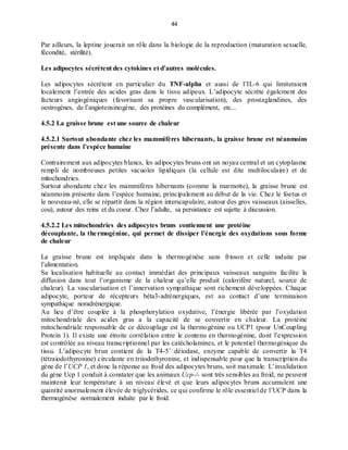 44
Par ailleurs, la leptine jouerait un rôle dans la biologie de la reproduction (maturation sexuelle,
fécondité, stérilité).
Les adipocytes sécrètent des cytokines et d’autres molécules.
Les adipocytes sécrètent en particulier du TNF-alpha et aussi de l’IL-6 qui limiteraient
localement l’entrée des acides gras dans le tissu adipeux. L’adipocyte sécrète également des
facteurs angiogéniques (favorisant sa propre vascularisation), des prostaglandines, des
oestrogènes, de l’angiotensinogène, des protéines du complément, etc...
4.5.2 La graisse brune est une source de chaleur
4.5.2.1 Surtout abondante chez les mammifères hibernants, la graisse brune est néanmoins
présente dans l’espèce humaine
Contrairement aux adipocytes blancs, les adipocytes bruns ont un noyau central et un cytoplasme
rempli de nombreuses petites vacuoles lipidiques (la cellule est dite multiloculaire) et de
mitochondries.
Surtout abondante chez les mammifères hibernants (comme la marmotte), la graisse brune est
néanmoins présente dans l’espèce humaine, principalement au début de la vie. Chez le foetus et
le nouveau-né, elle se répartit dans la région interscapulaire, autour des gros vaisseaux (aisselles,
cou), autour des reins et du coeur. Chez l’adulte, sa persistance est sujette à discussion.
4.5.2.2 Les mitochondries des adipocytes bruns contiennent une protéine
découplante, la thermogénine, qui permet de dissiper l’énergie des oxydations sous forme
de chaleur
La graisse brune est impliquée dans la thermogénèse sans frisson et celle induite par
l’alimentation.
Sa localisation habituelle au contact immédiat des principaux vaisseaux sanguins facilite la
diffusion dans tout l’organisme de la chaleur qu’elle produit (calorifère naturel, source de
chaleur). La vascularisation et l’innervation sympathique sont richement développées. Chaque
adipocyte, porteur de récepteurs béta3-adrénergiques, est au contact d’une terminaison
sympathique noradrénergique.
Au lieu d’être couplée à la phosphorylation oxydative, l’énergie libérée par l’oxydation
mitochondriale des acides gras a la capacité de se convertir en chaleur. La protéine
mitochondriale responsable de ce découplage est la thermogénine ou UCP1 (pour UnCoupling
Protein 1). Il existe une étroite corrélation entre le contenu en thermogénine, dont l’expression
est contrôlée au niveau transcriptionnel par les catécholamines, et le potentiel thermogénique du
tissu. L’adipocyte brun contient de la T4-5’ déiodase, enzyme capable de convertir la T4
(tétraiodothyronine) circulante en triiodothyronine, et indispensable pour que la transcription du
gène de l’UCP 1, et donc la réponse au froid des adipocytes bruns, soit maximale. L’invalidation
du gène Ucp 1 conduit à constater que les animaux Ucp-/- sont très sensibles au froid, ne peuvent
maintenir leur température à un niveau élevé et que leurs adipocytes bruns accumulent une
quantité anormalement élevée de triglycérides, ce qui confirme le rôle essentiel de l’UCP dans la
thermogénèse normalement induite par le froid.
 