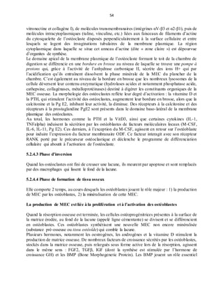 54
vitronectine et collagène I), de molécules transmembranaires (intégrines αV-β3 et α2-β1), puis de
molécules intracytoplasmiques (taline, vinculine, etc.) liées aux faisceaux de filaments d’actine
du cytosquelette de l’ostéoclaste disposés perpendiculairement à la surface cellulaire et entre
lesquels se logent des invaginations tubulaires de la membrane plasmique. La région
cytoplasmique dans laquelle se situe cet anneau d’actine (dite « zone claire ») est dépourvue
d’organites de synthèse.
Le domaine apical de la membrane plasmique de l’ostéoclaste formant le toit de la chambre de
digestion se différencie en une bordure en brosse au niveau de laquelle se trouve une pompe à
protons qui, grâce à l’activité de l’anhydrase carbonique II, sécrète des ions H+ qui par
l’acidification qu’ils entraînent dissolvent la phase minérale de la MEC du plancher de la
chambre. C’est également au niveau de la bordure en brosse que les nombreux lysosomes de la
cellule déversent leur contenu enzymatique (hydrolases acides et notamment phosphatase acide,
cathepsine, collagénases, métalloprotéinases) destiné à digérer les constituants organiques de la
MEC osseuse. La morphologie des ostéoclastes reflète leur degré d’activation : la vitamine D et
la PTH, qui stimulent l’activité des ostéoclastes, augmentent leur bordure en brosse, alors que la
calcitonine et la Pg E2, inhibant leur activité, la diminue. Des récepteurs à la calcitonine et des
récepteurs à la prostaglandine PgE2 sont présents dans le domaine baso-latéral de la membrane
plasmique des ostéoclastes.
Au total, les hormones comme la PTH et la VitD3, ainsi que certaines cytokines (IL-1,
TNFalpha) induisent la sécrétion par les ostéoblastes de facteurs moléculaires locaux (M-CSF,
IL-6, IL-11, Pg E2). Ces derniers, à l’exception du M-CSF, agissent en retour sur l’ostéoblaste
pour induire l’expression du facteur membranaire ODF. Ce facteur interagit avec son récepteur
RANK porté par le précurseur ostéoclastique et déclenche le programme de différenciation
cellulaire qui aboutit à l’activation de l’ostéoclaste.
5.2.4.3 Phase d’inversion
Quand les ostéoclastes ont fini de creuser une lacune, ils meurent par apoptose et sont remplacés
par des macrophages qui lissent le fond de la lacune.
5.2.4.4 Phase de formation de tissu osseux
Elle comporte 2 temps, au cours desquels les ostéoblastes jouent le rôle majeur : 1) la production
de MEC par les ostéoblastes, 2) la minéralisation de cette MEC.
La production de MEC est liée à la prolifération et à l’activation des ostéoblastes
Quand la résorption osseuse est terminée, les cellules ostéoprogénitrices présentes à la surface de
la matrice érodée, au fond de la lacune (appelé ligne cémentante) se divisent et se différencient
en ostéoblastes. Ces ostéoblastes synthétisent une nouvelle MEC non encore minéralisée
(substance pré-osseuse ou tissu ostéoïde) qui comble la lacune.
Plusieurs hormones, notamment les oestrogènes, les androgènes et la vitamine D stimulent la
production de matrice osseuse. De nombreux facteurs de croissance sécrétés par les ostéoblastes,
stockés dans la matrice osseuse, puis relargués sous forme active lors de la résorption, agissent
dans le même sens : FGF2, TGFβ, IGF (dont la synthèse est stimulée par l’hormone de
croissance GH) et les BMP (Bone Morphogenetic Protein). Les BMP jouent un rôle essentiel
 
