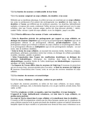 65
7.2.1 La fonction des neurones est indissociable de leur forme
7.2.1.1 Le neurone comprend un corps cellulaire, des dendrites et un axone
Délimitée par sa membrane plasmique, la cellule nerveuse est constituée par un corps cellulaire
(ou soma ou périkaryon) d’où partent des prolongements (ou neurites) de deux types, les
dendrites et l’axone, qui diffèrent par de nombreux caractères. Les dendrites, habituellement
multiples, et toujours très courts, conduisent l’influx nerveux (ou signal nerveux) vers le corps
cellulaire, alors que l’axone, toujours unique, parfois très long (pouvant atteindre 1 mètre),
conduit l’influx nerveux à partir du corps cellulaire et en s’en éloignant, jusqu’à ses cibles.
7.2.1.2 Mais les différences d’un neurone à l’autre sont nombreuses
• Selon la disposition générale des prolongements par rapport au corps cellulaire, on
distingue des neurones unipolaires (qui n’ont qu’un seul prolongement), bipolaires (qui ont un
prolongement afférent et un prolongement efférent), pseudo-unipolaires (ayant un
prolongement unique qui se bifurque à distance du corps cellulaire en un prolongement afférent
et un prolongement efférent) ou multipolaires (qui ont des prolongements multiples : un seul
axone, mais de nombreux dendrites).
• Selon la forme du corps cellulaire, on reconnaît des neurones étoilés, fusiformes, côniques,
polyédriques, sphériques, pyramidaux (selon leur volume, on distingue les cellules pyramidales
en petites, moyennes, grandes ou géantes).
• Selon l’organisation dans l’espace des ramifications dendritiques on distingue des
neurones isodendritiques, (divergence des dendrites dans toutes les directions),
allodendritiques (asymétrie limitée de l’arbre dendritique) ou idiodendritiques (organisation
spécifique de l’arbre dendritique).
• La longueur de l’axone diffère dans les neurones de Golgi type I (neurones de projection)
qui ont un axone long - pouvant atteindre plus d’un mètre - et dans les neurones de Golgi type
II (neurones d’association) dont l’axone, court, ne sort pas des environs immédiats du corps
cellulaire.
7.2.2 La structure des neurones est caractéristique
7.2.2.1 Le noyau, volumineux et sphérique, contient un gros nucléole
La plupart des neurones possèdent, au milieu de leur corps cellulaire, un noyau unique,
volumineux, sphérique, clair, à chromatine dispersée, avec un gros nucléole, arrondi, dense, bien
visible en MO.
7.2.2.2 Le cytoplasme est riche en organites, mais leur répartition n’est pas homogène
L’appareil de Golgi, habituellement volumineux, est situé dans le corps cellulaire, en
position juxta-nucléaire
Les corps de Nissl se situent dans le corps cellulaire et éventuellement dans les dendrites
L’examen en MO de préparations colorées par des bleus basiques montre que le cytoplasme du
corps cellulaire neuronal et de la partie proximale des dendrites contient un matériel intensément
basophile réparti de façon variable et se présentant sous forme de blocs assez volumineux ou au
 