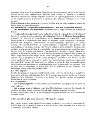 66
contraire d’un fin semis de granulations. Ces corps de Nissl correspondent, en ME, à des amas de
citernes de réticulum endoplasmique granulaire entre lesquels se trouvent de nombreux
ribosomes libres souvent arrangés en petites rosettes de 5 à 6 grains (polysomes). L’abondance
de cet ergastoplasme est le témoin de l’importance des synthèses protéiques de la cellule
nerveuse.
Présents également dans les dendrites, les corps de Nissl sont par contre totalement absents de
l’axone et de son cône d’implantation.
Les mitochondries et le cytosquelette sont ubiquitaires, dans tout le cytoplasme neuronal
— Les mitochondries sont nombreuses et réparties dans le corps cellulaire, les dendrites et
l’axone
— Le cytosquelette est particulièrement riche. Présent dans le corps cellulaire, les dendrites et
l’axone, le cytosquelette est composé de microfilaments d’actine, de filaments intermédiaires
(constitués de protéines de neurofilaments) et de microtubules. Les microtubules sont
indispensables à la réalisation du flux axonal (ou transport axonal) qui permet les transports
bidirectionnels d’organites (mitochondries, vésicules synaptiques, lysosomes), de canaux
ioniques, de neurotransmetteurs et neuromodulateurs, d’oligomères des protéines du
cytosquelette, de molécules diverses entre le corps cellulaire et les extrémités axonales. Les
synthèses protéiques ont lieu dans le corps cellulaire du neurone et ne peuvent se produire dans
l’axone. Ainsi, les produits nouvellement synthétisés doivent cheminer le long de l’axone pour
permettre le maintien de l’intégrité de la terminaison nerveuse qui est parfois très éloignée du
site du corps cellulaire. On distingue un flux axonal antérograde (rapide ou lent) allant du corps
cellulaire vers la périphérie et un flux axonal rétrograde cheminant en sens inverse. Le flux
axonal rapide antérograde est assuré par les kinésines qui se lient aux organites à transporter et
aux microtubules axonaux. Le flux axonal rétrograde est assuré par les dynéines cytoplasmiques
qui réalisent comme précédemment un pont protéique entre l’organite et les microtubules. Dans
les deux cas, le mouvement est généré par l’activité ATPasique de ces molécules. Les
mécanismes du flux axonal lent sont mal connus.
Les autres organites
En plus des principaux organites précédemment décrits, on trouve encore dans le cytoplasme
neuronal du réticulum endoplasmique lisse, des lysosomes, des amas de lipofuscine (pigment
jaune-brun dont l’abondance augmente avec l’âge). Les neurones adultes ne possèdent
habituellement pas de centrosome.
Les cas particuliers
— Les neurones pigmentés du tronc cérébral contiennent dans leur cytoplasme des grains de
neuro-mélanine.
— Les neurones neuro-sécrétoires, situés dans l’hypothalamus, renferment des vésicules de
sécrétion, arrondies, denses, entourées d’un halo clair, contenant des neuro-hormones.
Celles-ci sont déversées dans la circulation sanguine et agissent à distance sur des cellules-cibles
de nature diverse.
7.2.3 La membrane plasmique neuronale est le siège des synapses
Les synapses sont des zones spécialisées de contact membranaire permettant la transmission de
l’influx nerveux d’un neurone à un autre neurone ou d’une cellule réceptrice à un neurone ou
d’un neurone à une cellule effectrice.
 