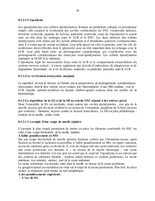 74
8.1.2.3 L’épendyme
Les épendymocytes (ou cellules épendymaires) forment un épithélium cubique ou prismatique
simple cilié assurant le revêtement des cavités ventriculaires du SNC (ventricules latéraux,
troisième ventricule, aqueduc de Sylvius, quatrième ventricule, canal de l’épendyme) et jouent
ainsi un rôle dans les échanges entre le LCR et le SNC. Les faces latérales des cellules
épendymaires sont reliées par des zonula adhaerens et d’abondantes jonctions communicantes,
mais il n’existe pas de zonula occludens. Leur pôle apical est cilié et présente, entre les cils, de
nombreuses microvillosités dont le glycocalyx joue un rôle important dans les échanges avec le
LCR. Leur pôle basal émet un prolongement cytoplasmique qui s’enchevêtre avec les
prolongements cytoplasmiques des astrocytes sous-épendymaires. Les cellules épendymaires
expriment la GFAP et la vimentine.
L’épendyme règle les mouvements d’eau entre le LCR et le compartiment extracellulaire du
système nerveux central ; il exerce également une activité d’endocytose, de phagocytose et de
dégradation lysosomiale vis à vis de diverses molécules ou particules présentes dans le LCR.
8.1.2.4 Le revêtement astrocytaire marginal
La superficie de tout le névraxe est formée par la juxtaposition de prolongements cytoplasmiques
astrocytaires dont la face externe est en contact, par l’intermédiaire d’une MB continue, avec le
LCR (liquide céphalo-rachidien ou liquide cérébro-spinal) contenu dans les mailles de la
leptoméninge.
8.1.3 La répartition de la SG et de la SB au seindu SNC répond à des critères précis
Dans l’ensemble, la SG est profonde, située autour des cavités épendymaires : axe gris de la
moelle, noyaux gris du tronc cérébral et au niveau de l’encéphale, ganglions de la base (noyaux
gris centraux) : thalamus, noyaux caudés et noyaux lenticulaires. La SB est plus périphérique :
cordons de la moelle, centre ovale.
8.1.3.1 L’exemple d’une coupe de moelle épinière
L’exemple le plus simple permettant de mettre en place les éléments constitutifs du SNC est
celui d’une coupe horizontale de la moelle épinière.
A faible grandissement en MO
Sur une coupe horizontale de moelle épinière humaine colorée par l’hématéine-éosine, après
fixation au formol et inclusion en paraffine, à faible grandissement en MO, on repère aisément,
un axe de substance grise, en forme de X, avec de chaque côté une corne antérieure (ou ventrale),
une corne postérieure (ou dorsale) et - au niveau de la moelle thoracique - une corne
intermédiaire (ou latérale). Cet axe gris est centré par le canal de l’épendyme et est entouré par
des cordons de substance blanche : cordons antéro-latéraux et cordons postérieurs. La racine
antérieure (ou ventrale), motrice, part de la corne antérieure.
La racine postérieure (ou dorsale) entre dans la moelle au niveau de la corne postérieure.
Le ganglion spinal (ou rachidien) est situé sur le trajet de la racine postérieure. Plus loin, les deux
racines se réunissent pour former un nerf périphérique.
A des grandissements supérieurs
— L’axe de SG
 