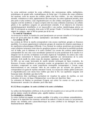 75
La corne antérieure contient les corps cellulaires des motoneurones alpha, multipolaires,
polyédriques, de grande taille, isodendritiques, de Golgi type I. En dehors des corps cellulaires
des neurones, seuls les noyaux des cellules gliales sont bien visibles ; les uns, relativement
arrondis, volumineux et clairs, appartiennent à des astrocytes, les autres également arrondis, mais
plus petits et plus sombres, à des oligodendrocytes et à des cellules microgliales. Les capillaires
sanguins sont très nombreux. L’espace compris entre les corps cellulaires neuronaux, les cellules
gliales et les capillaires sanguins est grossièrement amorphe. Il est dépourvu de structures
morphologiquement identifiables et est inaccessible à une analyse morphologique précise en
MO. Il correspond au neuropile, dont seule la ME permet l’étude. C’est dans ce neuropile que
siègent les synapses, mais la MO ne permet pas de les voir.
— Le canal de l’épendyme
Au niveau de la moelle, la lumière du canal épendymaire est souvent virtuelle et il n’est pas rare
de ne voir qu’un petit amas de cellules épendymaires sans lumière décelable.
— Les cordons de SB
Les cordons de SB de la moelle correspondent à des axones myélinisés groupés en faisceaux
parallèles. Ces axones appartiennent à plusieurs groupes de neurones de situation anatomique et
de signification physiologique différente. Ceux formant les cordons postérieurs proviennent de
corps cellulaires neuronaux situés dans les ganglions spinaux et véhiculent la sensibilité profonde
vers le bulbe, puis le thalamus et le cortex cérébral. Les axones des cordons antéro-latéraux
correspondent les uns à des voies ascendantes (partant de la corne postérieure de la moelle et se
dirigeant vers le cervelet, le thalamus ou d’autres régions de l’encéphale), les autres à des voies
descendantes (notamment le faisceau pyramidal) apportant aux motoneurones de la corne
antérieure de la moelle les ordres venus des structures supérieures de l’encéphale.
En MO, sur une coupe horizontale de moelle épinière techniquée de façon routinière, les
faisceaux d’axones myélinisés se présentent comme un groupement côte à côte de sections
circulaires comprenant un centre punctiforme éosinophile correspondant à l’axone coupé
transversalement et une couronne vidée de son contenu par les solvants des graisses et
correspondant à la gaine de myéline entourant l’axone. Les noyaux de cellules gliales (astrocytes
et oligodendrocytes) sont moins bien visibles que dans la SG. Les capillaires sanguins sont
beaucoup moins abondants que dans la SG.
Les colorations dites myéliniques permettent de visualiser les gaines de myéline, en noir
(coloration de Loyez à la laque d’hématoxyline) ou en bleu-vert (luxol-fast blue).
La coloration de Bodian au protéinate d’argent, qui colore les axones en noir, peut être
fructueusement associée à la coloration par le bleu luxol.
8.1.3.2 Deux exceptions : le cortex cérébral et le cortex cérébelleux
La surface des hémisphères cérébraux et du cervelet fait exception en ce sens qu’elle est revêtue
par une épaisse couche de substance grise, appelée manteau ou cortex.
Les hémisphères cérébraux
Le cortex cérébral est organisé en couches parallèles à la surface et en colonnes perpendiculaires.
L’aspect et la répartition des neurones varient d’un endroit à l’autre du cortex ce qui permet de
dresser une véritable carte cytoarchitectonique du cortex cérébral et de distinguer des aires
fonctionnellement différentes.
 