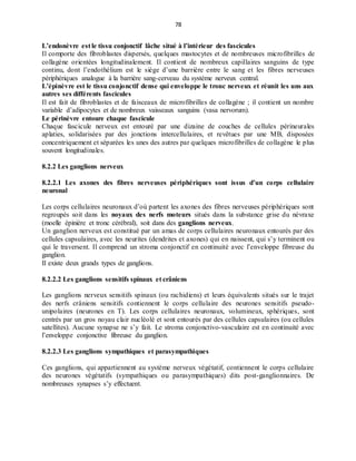 78
L’endonèvre est le tissu conjonctif lâche situé à l’intérieur des fascicules
Il comporte des fibroblastes dispersés, quelques mastocytes et de nombreuses microfibrilles de
collagène orientées longitudinalement. Il contient de nombreux capillaires sanguins de type
continu, dont l’endothélium est le siège d’une barrière entre le sang et les fibres nerveuses
périphériques analogue à la barrière sang-cerveau du système nerveux central.
L’épinèvre est le tissu conjonctif dense qui enveloppe le tronc nerveux et réunit les uns aux
autres ses différents fascicules
Il est fait de fibroblastes et de faisceaux de microfibrilles de collagène ; il contient un nombre
variable d’adipocytes et de nombreux vaisseaux sanguins (vasa nervorum).
Le périnèvre entoure chaque fascicule
Chaque fascicule nerveux est entouré par une dizaine de couches de cellules périneurales
aplaties, solidarisées par des jonctions intercellulaires, et revêtues par une MB, disposées
concentriquement et séparées les unes des autres par quelques microfibrilles de collagène le plus
souvent longitudinales.
8.2.2 Les ganglions nerveux
8.2.2.1 Les axones des fibres nerveuses périphériques sont issus d’un corps cellulaire
neuronal
Les corps cellulaires neuronaux d’où partent les axones des fibres nerveuses périphériques sont
regroupés soit dans les noyaux des nerfs moteurs situés dans la substance grise du névraxe
(moelle épinière et tronc cérébral), soit dans des ganglions nerveux.
Un ganglion nerveux est constitué par un amas de corps cellulaires neuronaux entourés par des
cellules capsulaires, avec les neurites (dendrites et axones) qui en naissent, qui s’y terminent ou
qui le traversent. Il comprend un stroma conjonctif en continuité avec l’enveloppe fibreuse du
ganglion.
Il existe deux grands types de ganglions.
8.2.2.2 Les ganglions sensitifs spinaux et crâniens
Les ganglions nerveux sensitifs spinaux (ou rachidiens) et leurs équivalents situés sur le trajet
des nerfs crâniens sensitifs contiennent le corps cellulaire des neurones sensitifs pseudo-
unipolaires (neurones en T). Les corps cellulaires neuronaux, volumineux, sphériques, sont
centrés par un gros noyau clair nucléolé et sont entourés par des cellules capsulaires (ou cellules
satellites). Aucune synapse ne s’y fait. Le stroma conjonctivo-vasculaire est en continuité avec
l’enveloppe conjonctive fibreuse du ganglion.
8.2.2.3 Les ganglions sympathiques et parasympathiques
Ces ganglions, qui appartiennent au système nerveux végétatif, contiennent le corps cellulaire
des neurones végétatifs (sympathiques ou parasympathiques) dits post-ganglionnaires. De
nombreuses synapses s’y effectuent.
 