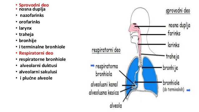 Anatomija respiratornog sistema
