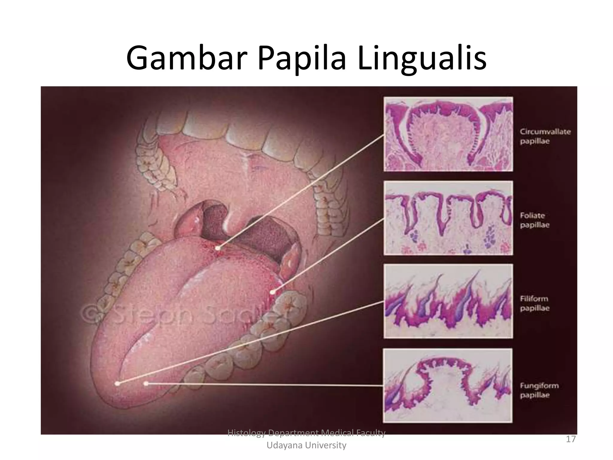 Gambar Papila Lingualis

Histology Department Medical Faculty
Udayana University

17

 