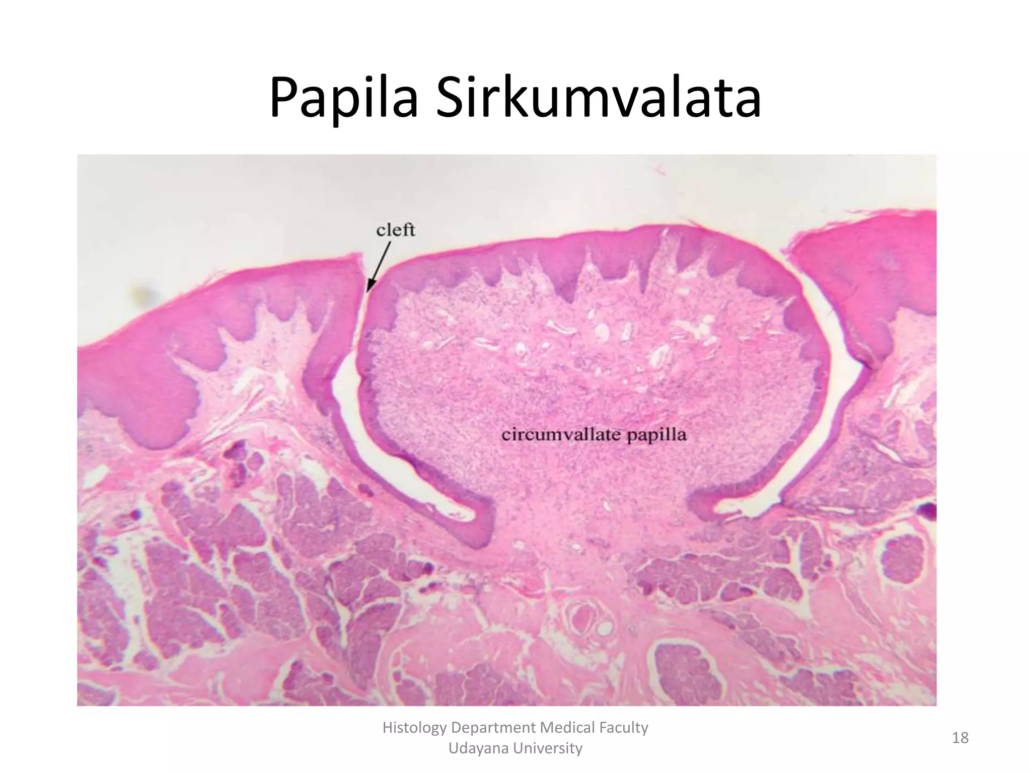 Papila Sirkumvalata

Histology Department Medical Faculty
Udayana University

18

 
