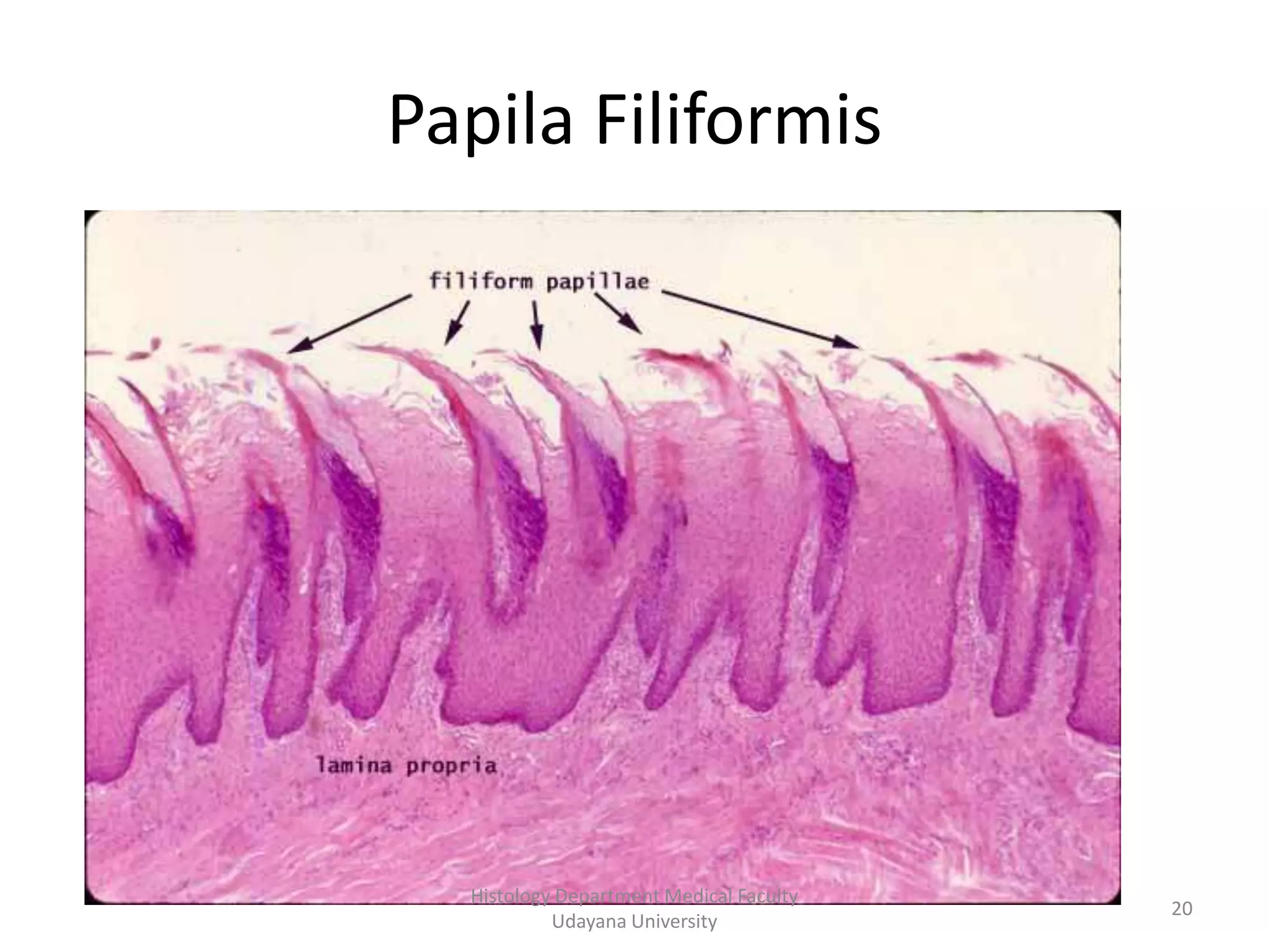 Papila Filiformis

Histology Department Medical Faculty
Udayana University

20

 
